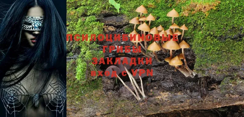 Псилоцибиновые грибы Cubensis  маркетплейс как зайти  Аксай 